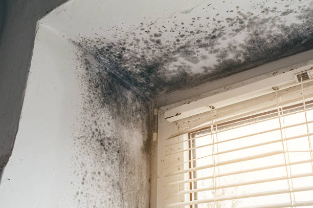 Affordable Attic Mold Removal solutions in Eatontown, NJ